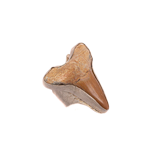 Great White Shark Tooth Ring — 2020