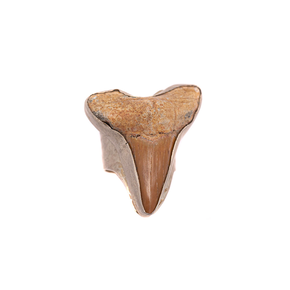 Great White Shark Tooth Ring — 2020